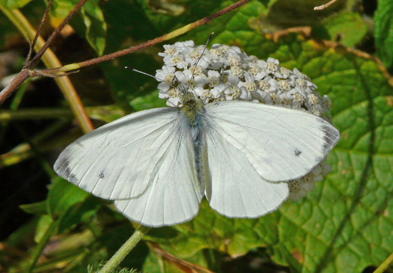 Pieris mannii? No,  Pieris napi